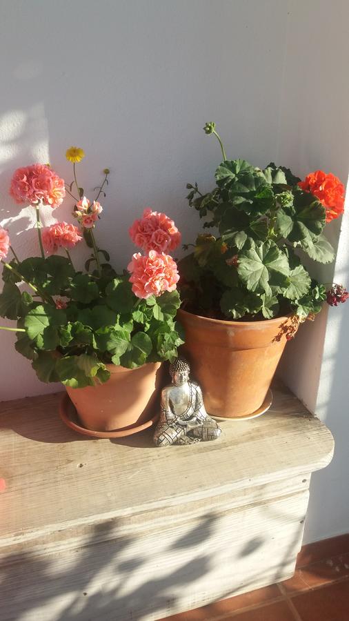 Vale geraniums