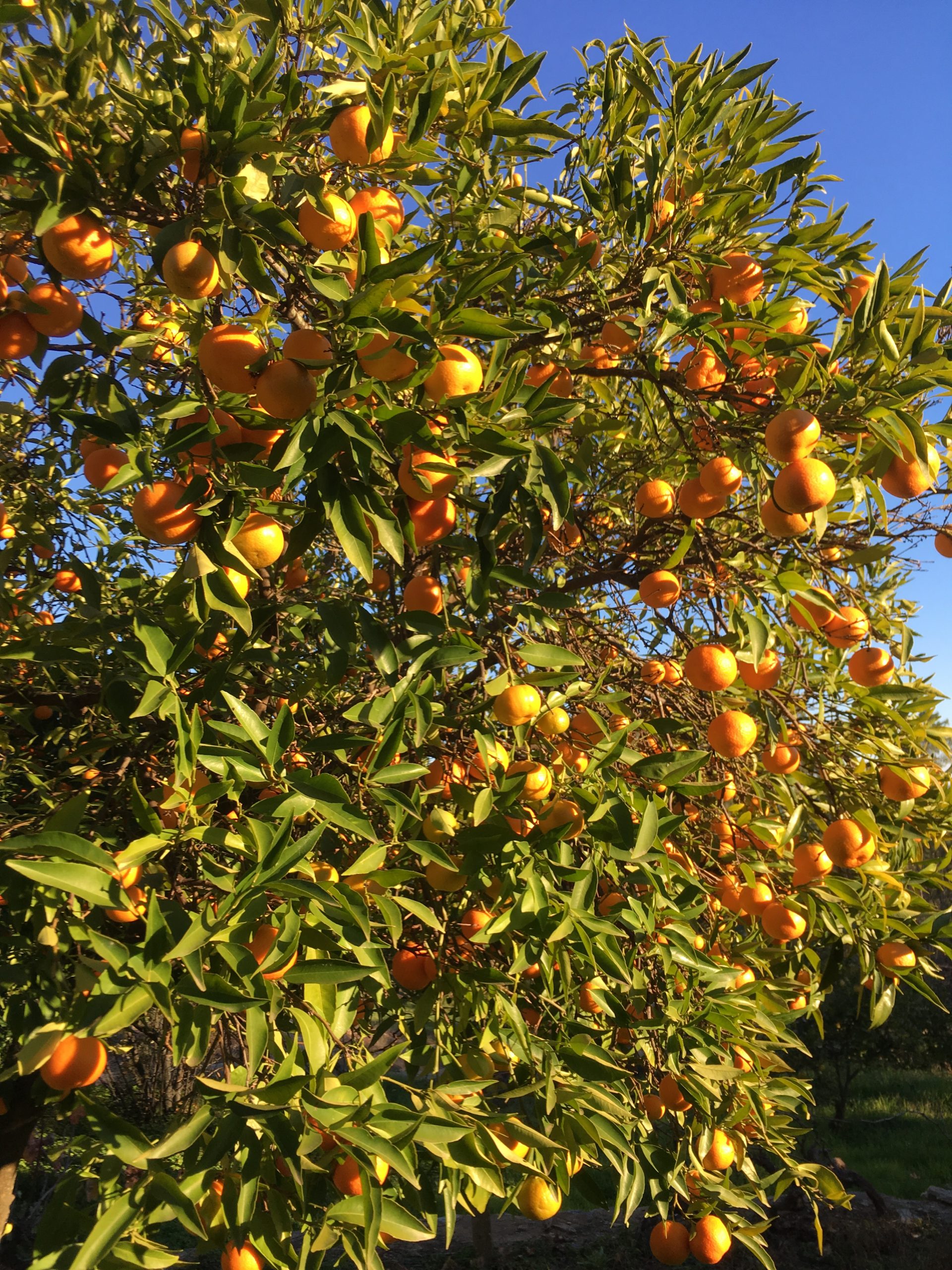 Sinaasappelboom vol